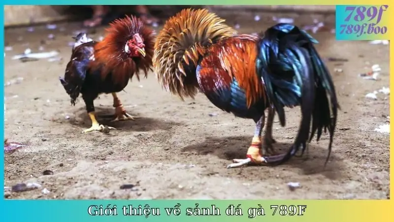 Giới thiệu về sảnh đá gà 789F